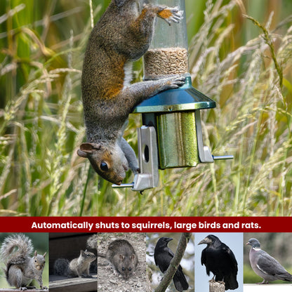 Squirrel Proof Bird Feeder | Metal Hanging Feeder | Weatherproof Seed Feeder