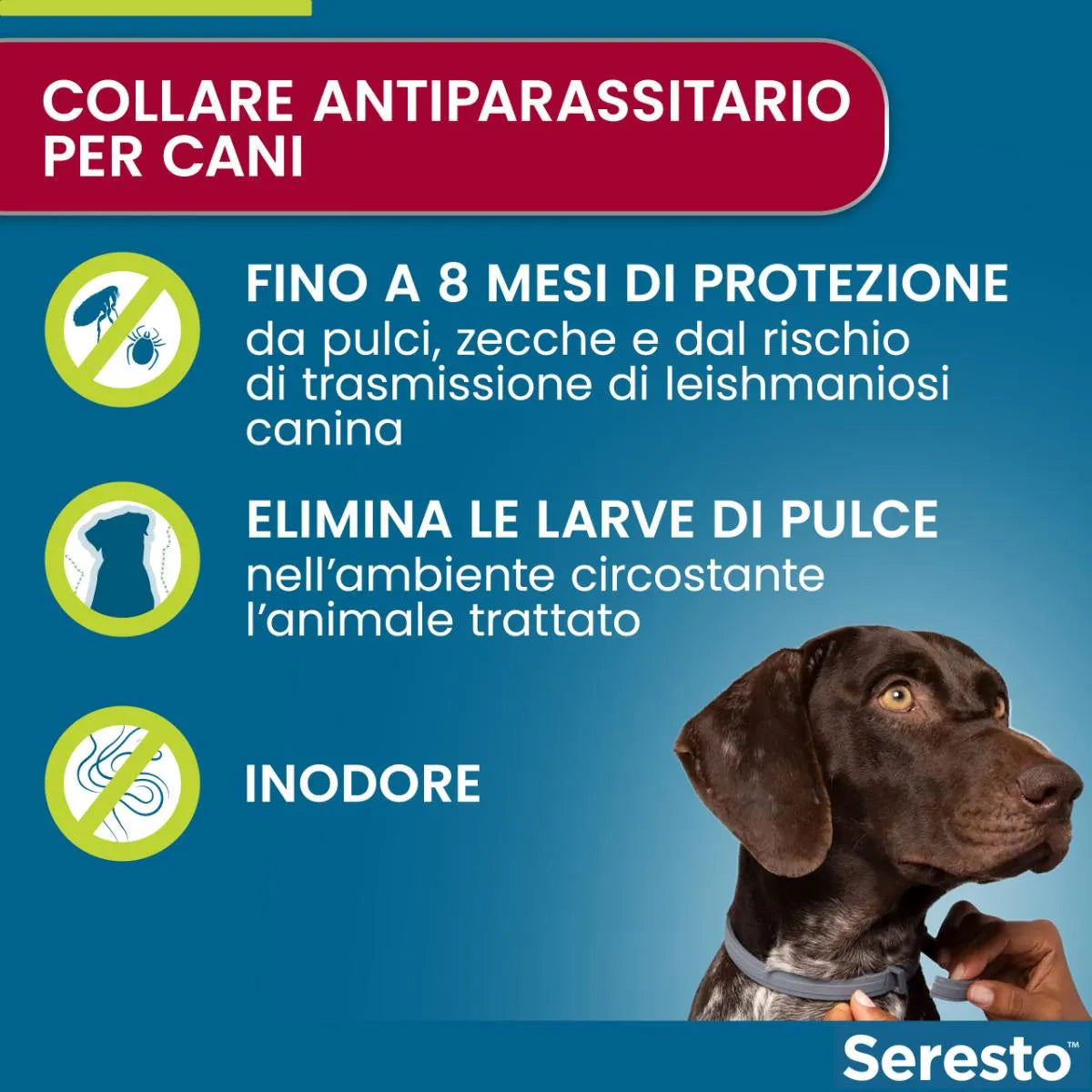 Collare antipulci e antizecche per cani di taglia grande — Protezione fino a 8 mesi